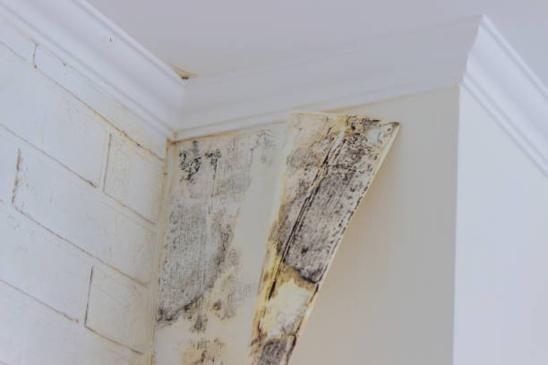 Best Emergency Mold Remediation  in Cuero, TX